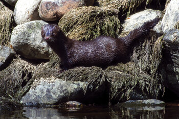 Mink