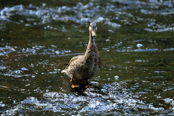 Mallard Female