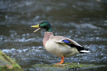 Mallard Male