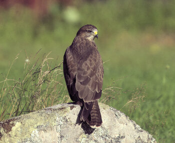 Buzzard